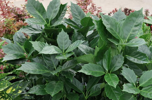 Japanische Aucube 'Rozannie' - Aucuba japonica 'Rozannie'