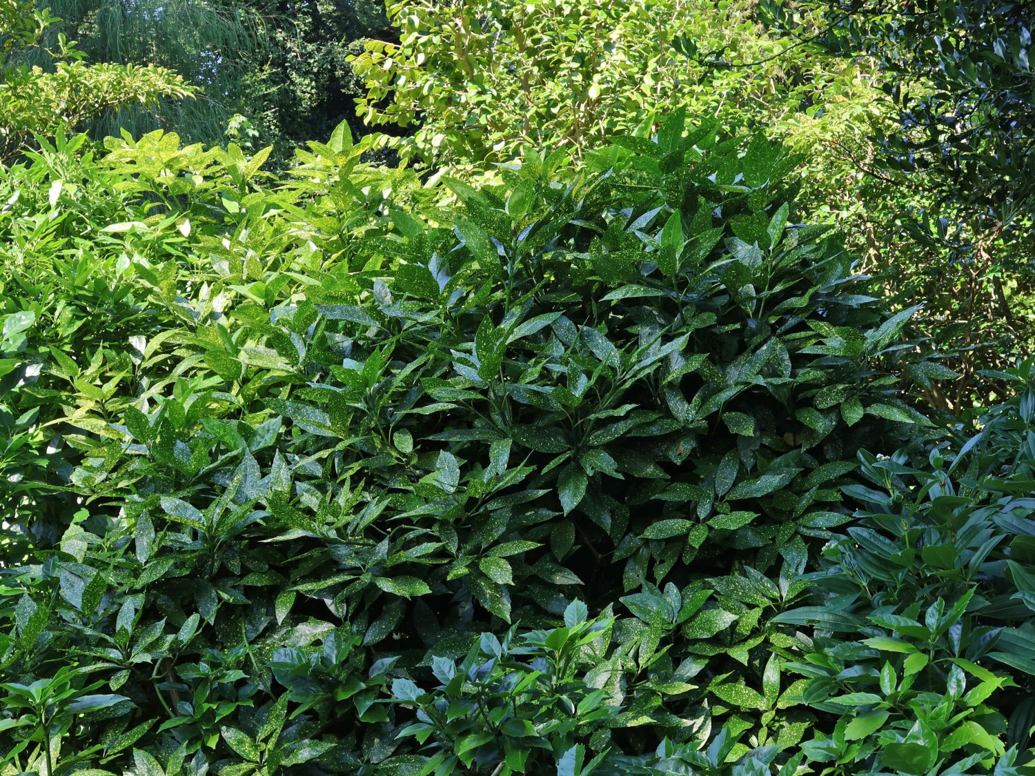 Japanische Aukube 'Pepperspot' - Aucuba japonica 'Pepperspot'