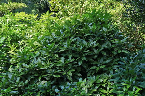 Japanische Aukube 'Pepperspot' - Aucuba japonica 'Pepperspot'