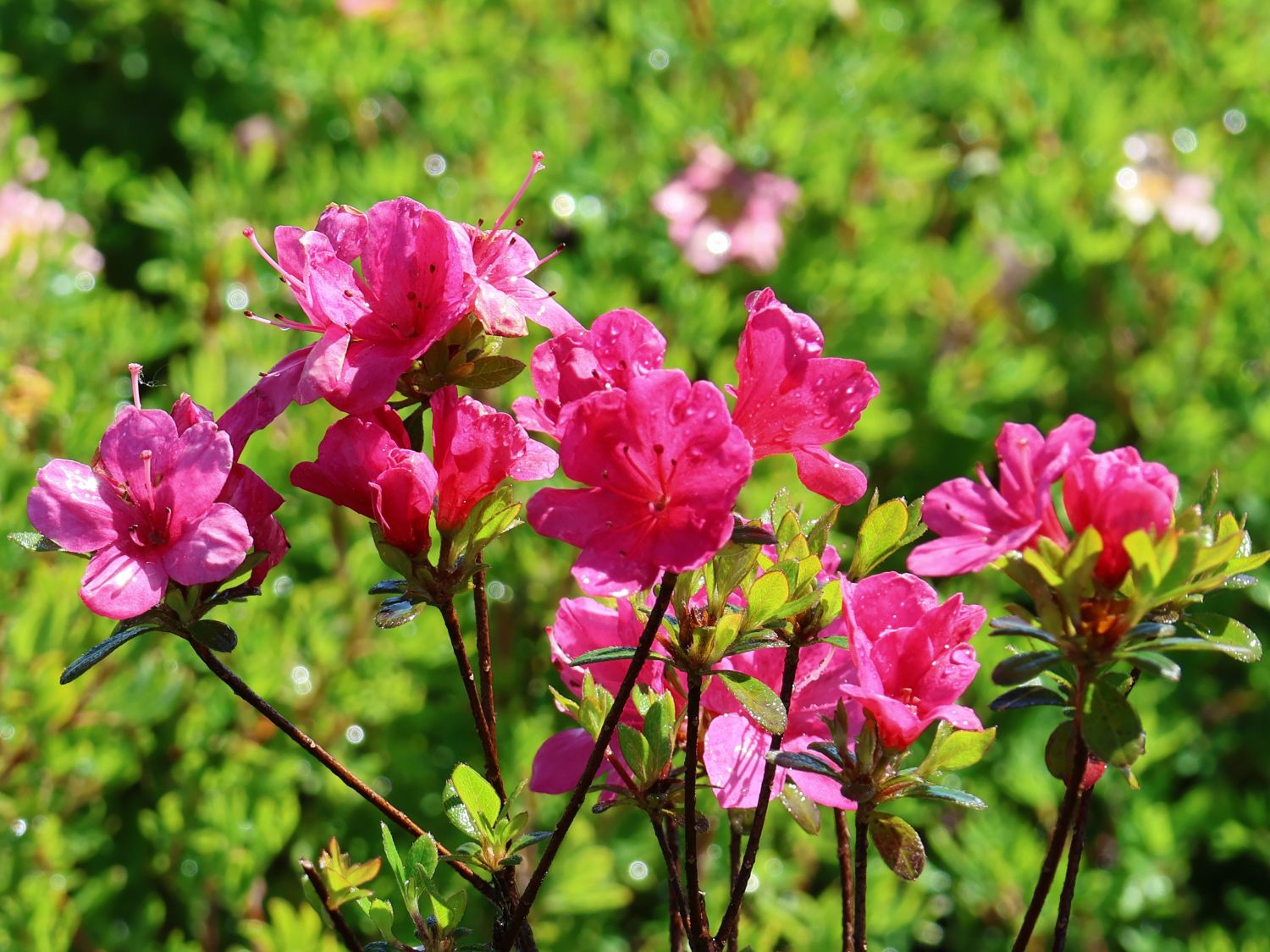 Japanische Azalee 'Anne Frank'