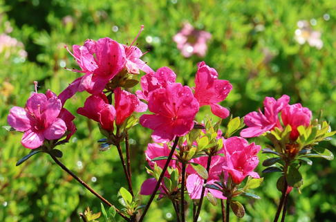 Japanische Azalee 'Anne Frank' - Rhododendron obtusum 'Anne Frank'