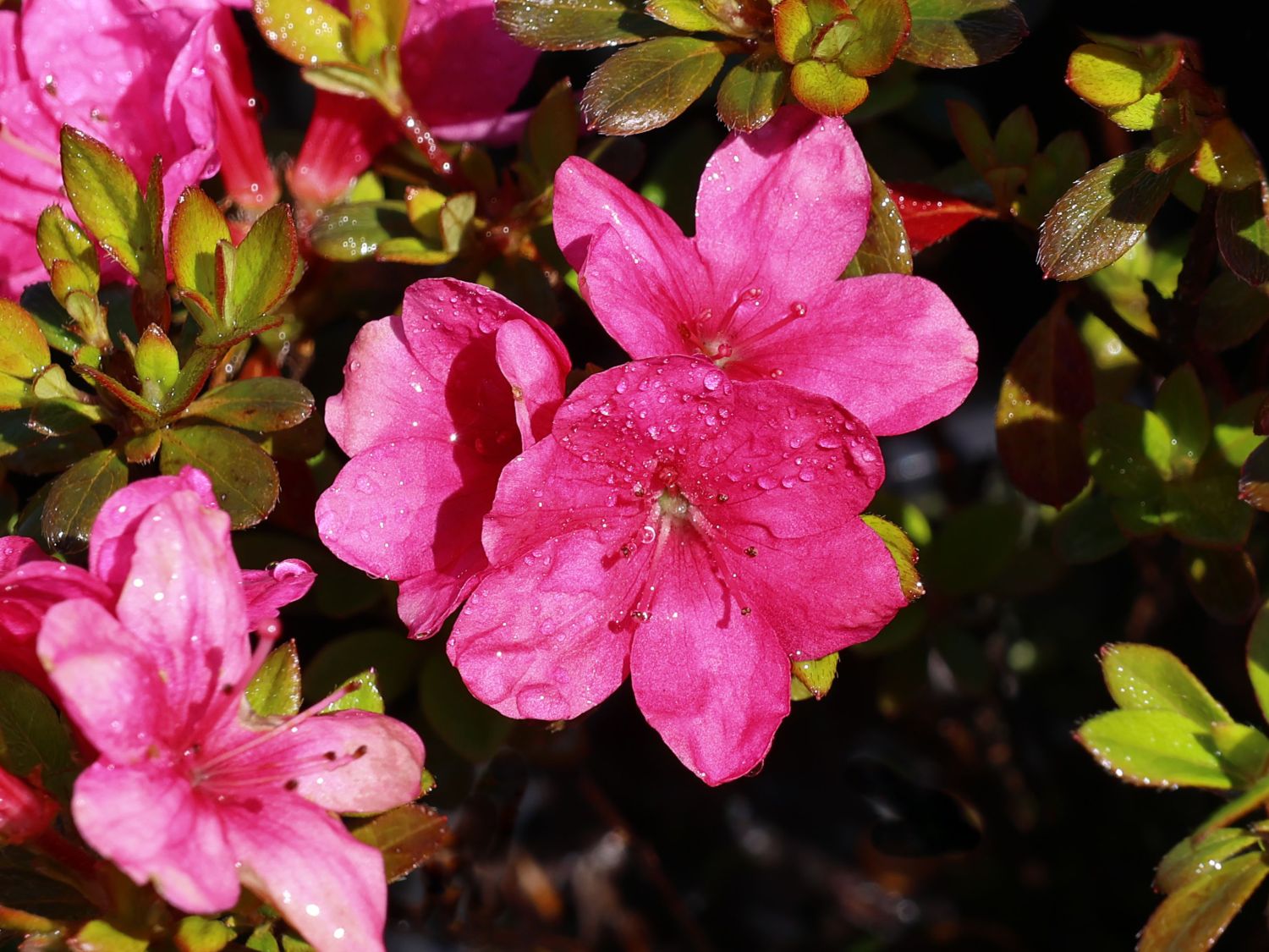 Japanische Azalee 'Anne Frank' - Rhododendron obtusum 'Anne Frank'