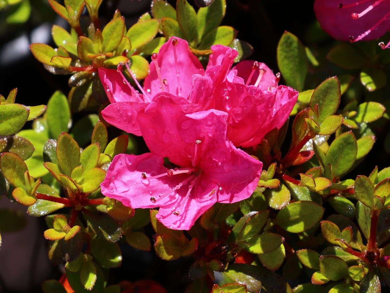 Japanische Azalee 'Anne Frank' - Rhododendron obtusum 'Anne Frank'