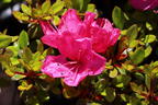 Japanische Azalee 'Anne Frank' - Rhododendron obtusum 'Anne Frank'