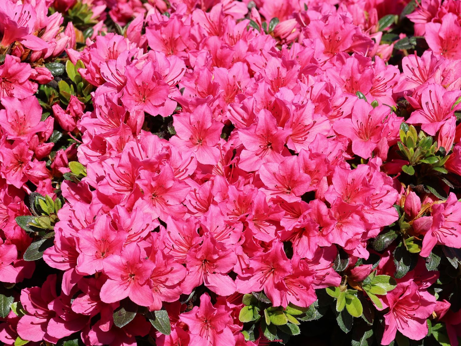 Japanische Azalee 'Anouk'