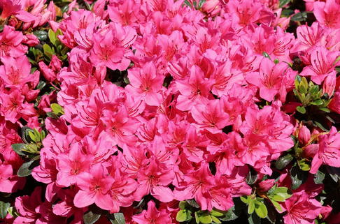 Japanische Azalee 'Anouk' - Rhododendron obtusum 'Anouk'