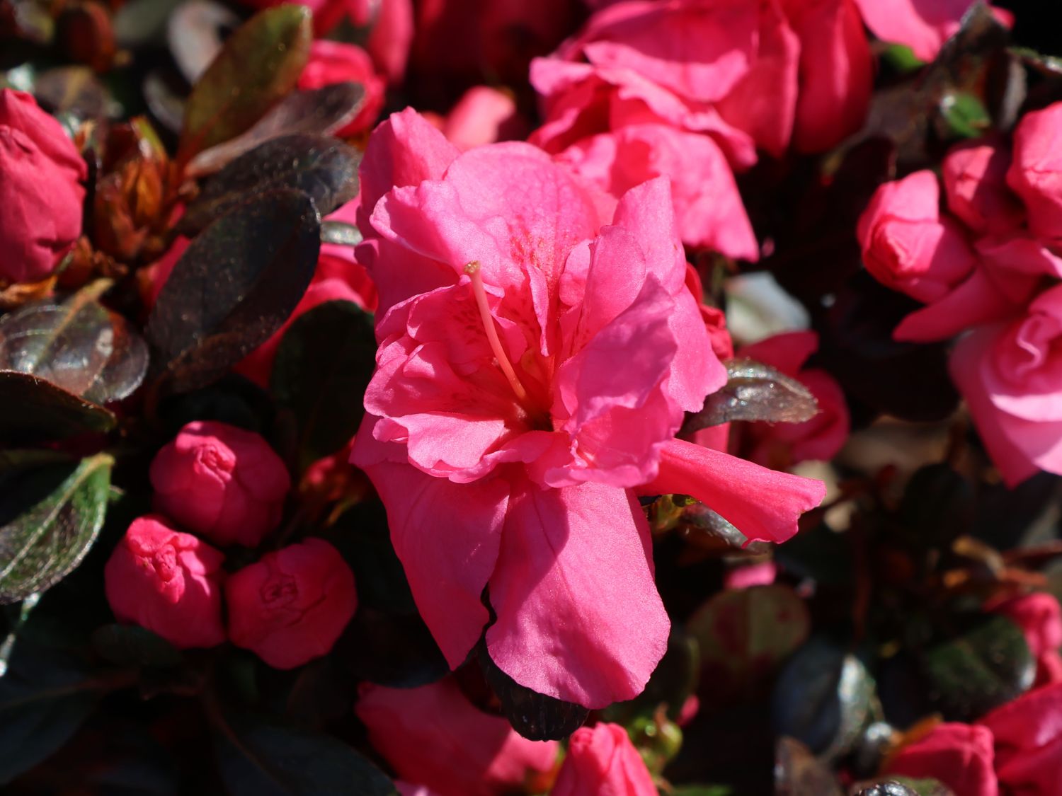 Japanische Azalee 'Anouk' - Rhododendron obtusum 'Anouk'