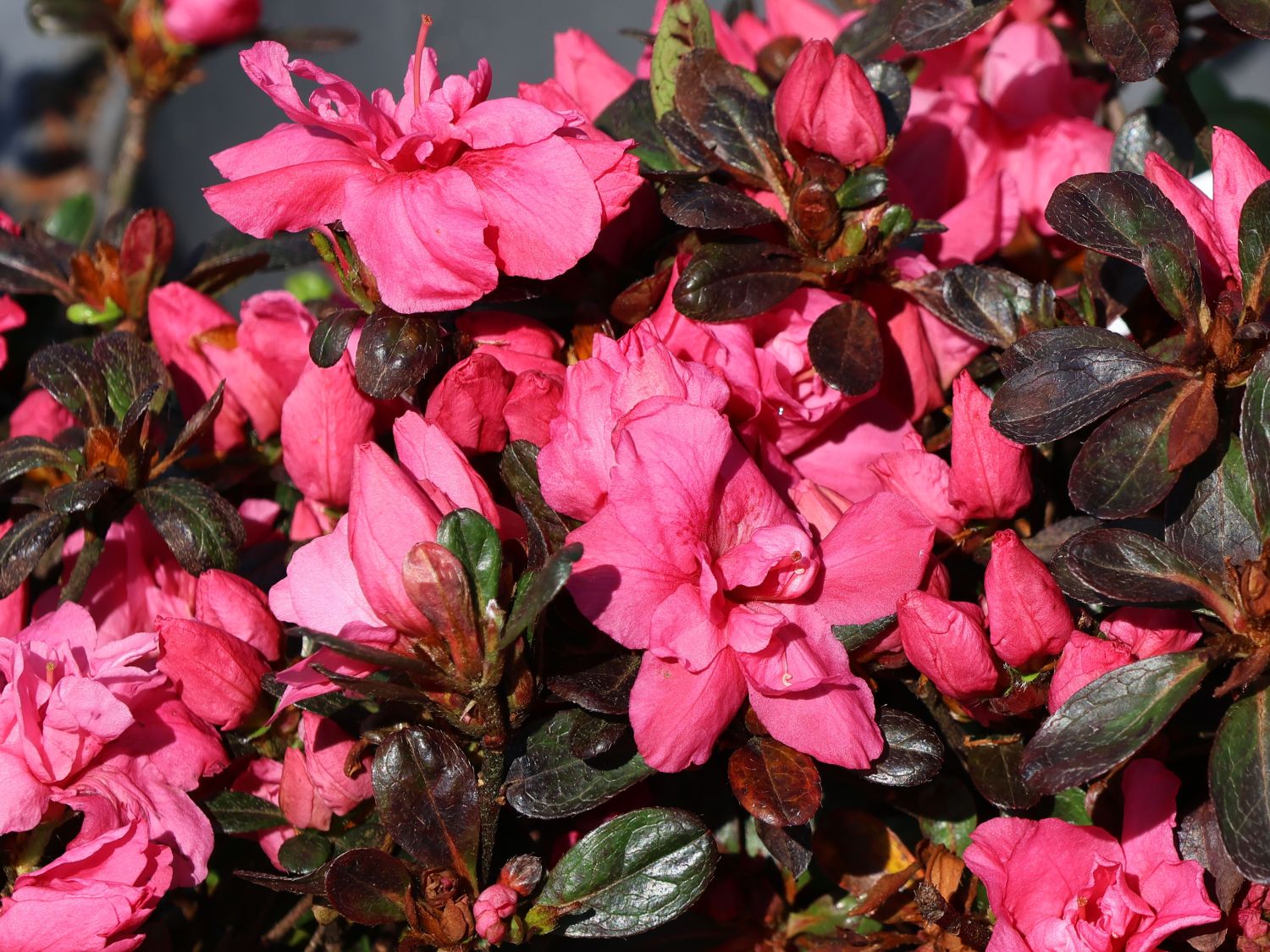Japanische Azalee 'Anouk' - Rhododendron obtusum 'Anouk'