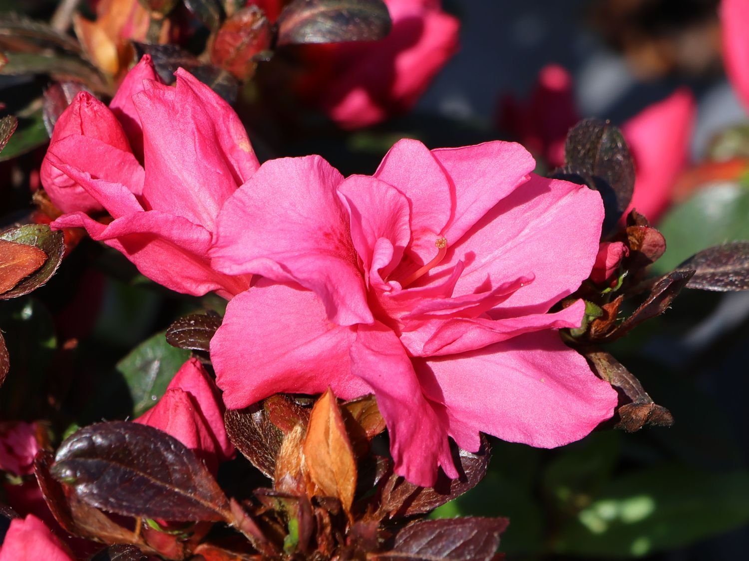 Japanische Azalee 'Anouk' - Rhododendron obtusum 'Anouk'
