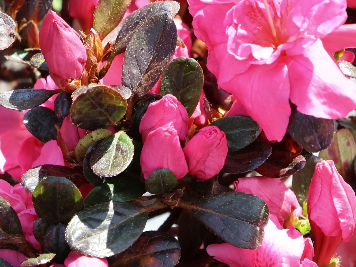 Japanische Azalee 'Anouk' - Rhododendron obtusum 'Anouk'