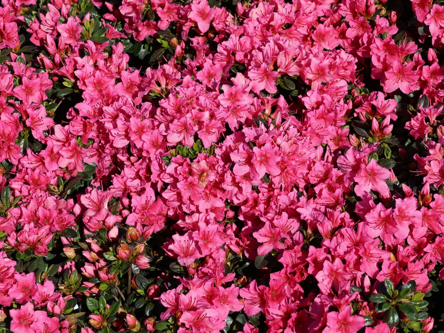 Japanische Azalee 'Anouk' - Rhododendron obtusum 'Anouk'