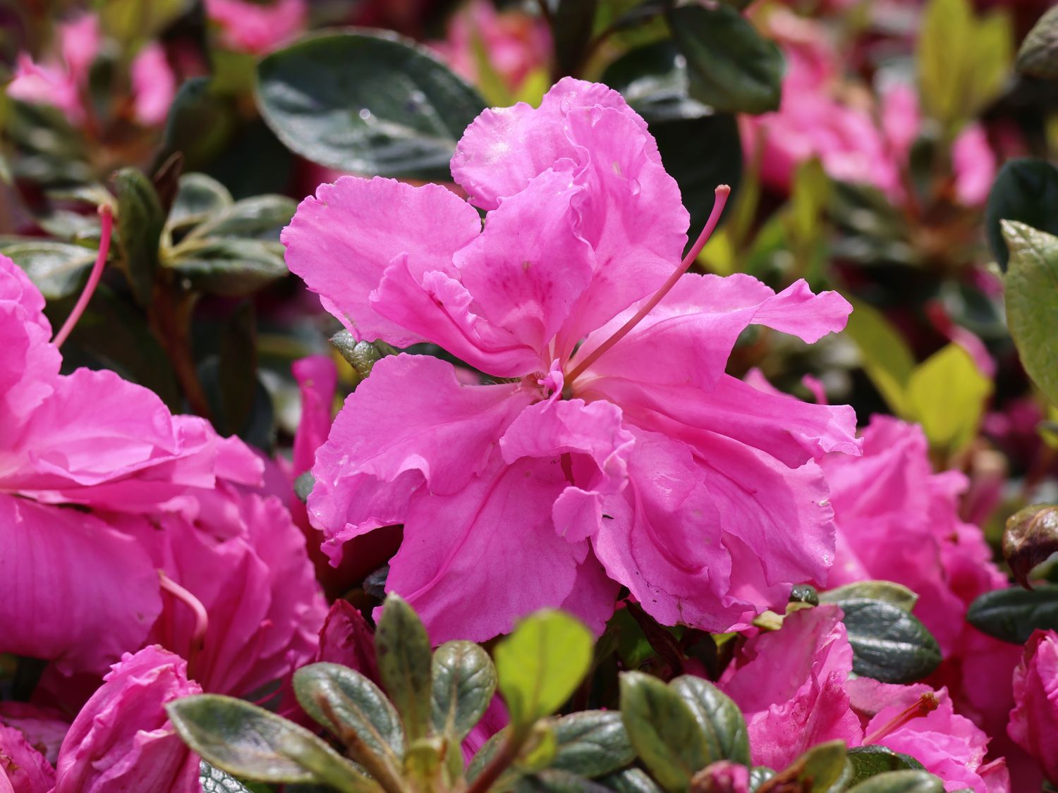 Japanische Azalee Bloom Champion (Fuchsia) Rhododendron obtusum Bloom