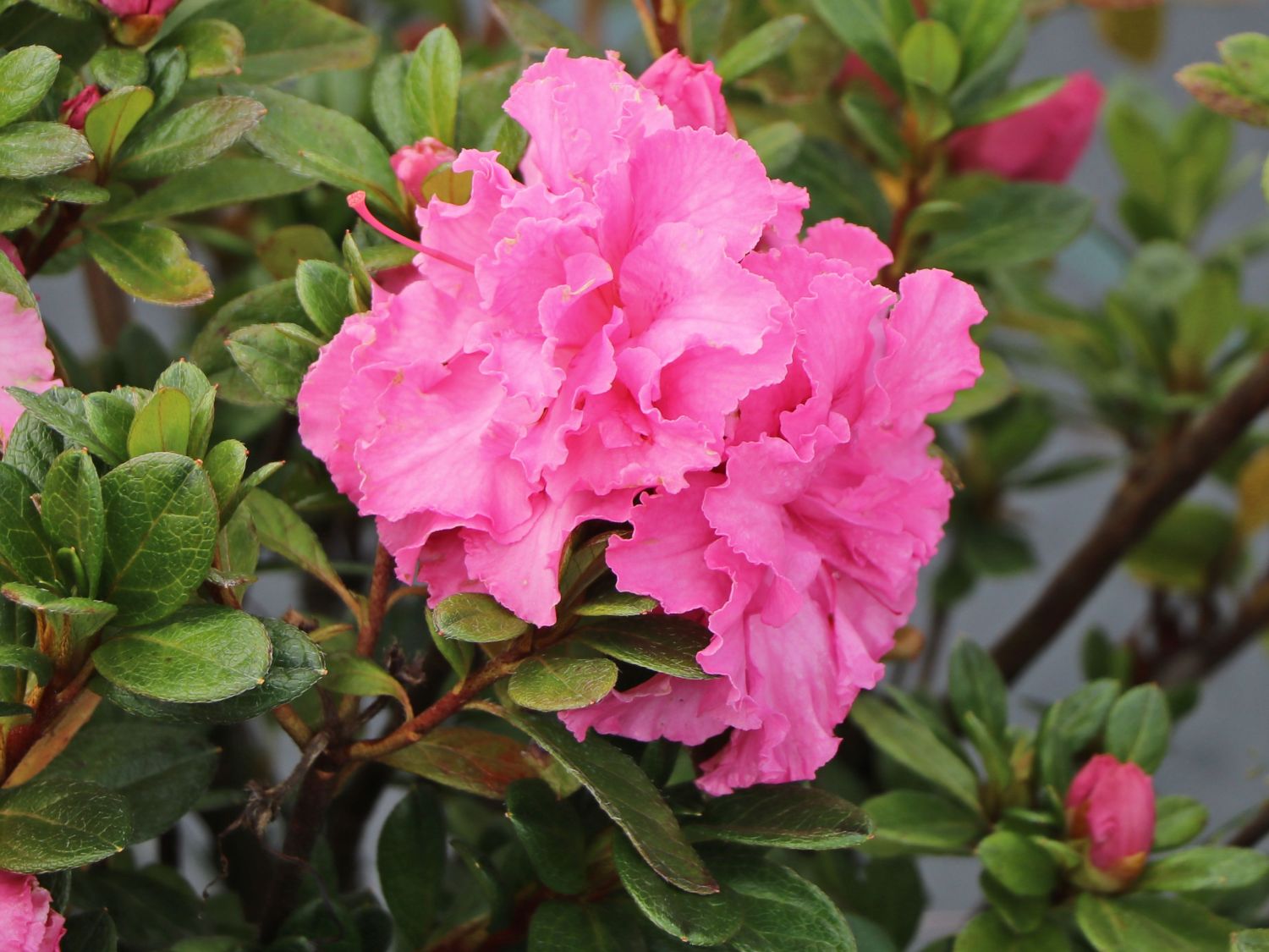 Japanische Azalee Bloom Champion (Pink) Rhododendron obtusum Bloom