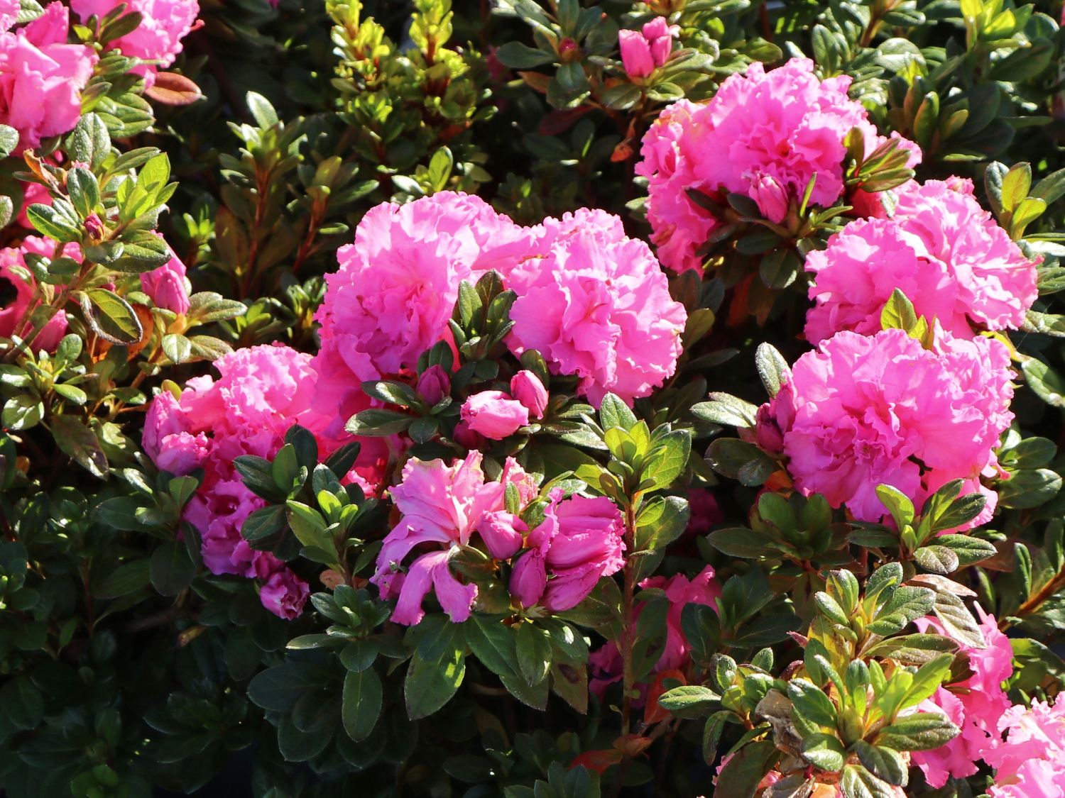 Japanische Azalee Bloom Champion (Pink) Rhododendron obtusum Bloom