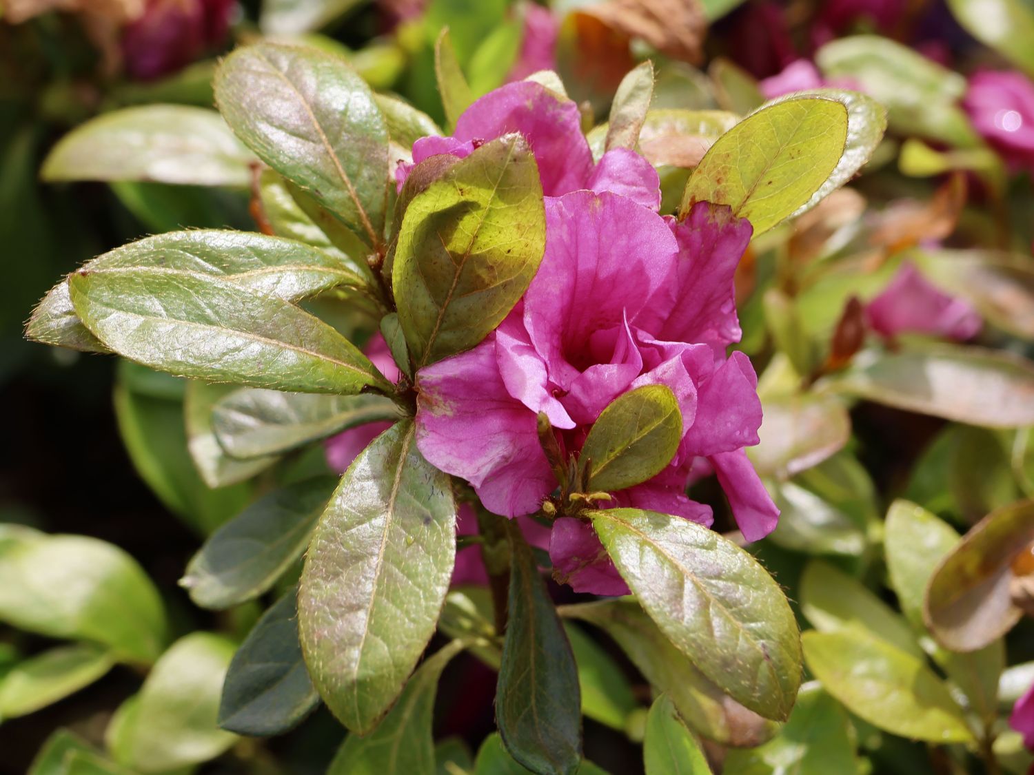 Japanische Azalee Bloom Champion (Purple) Rhododendron obtusum Bloom