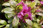 Japanische Azalee Bloom Champion (Purple) - Rhododendron obtusum Bloom Champion (Purple)