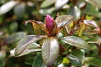 Japanische Azalee Bloom Champion (Purple) - Rhododendron obtusum Bloom Champion (Purple)