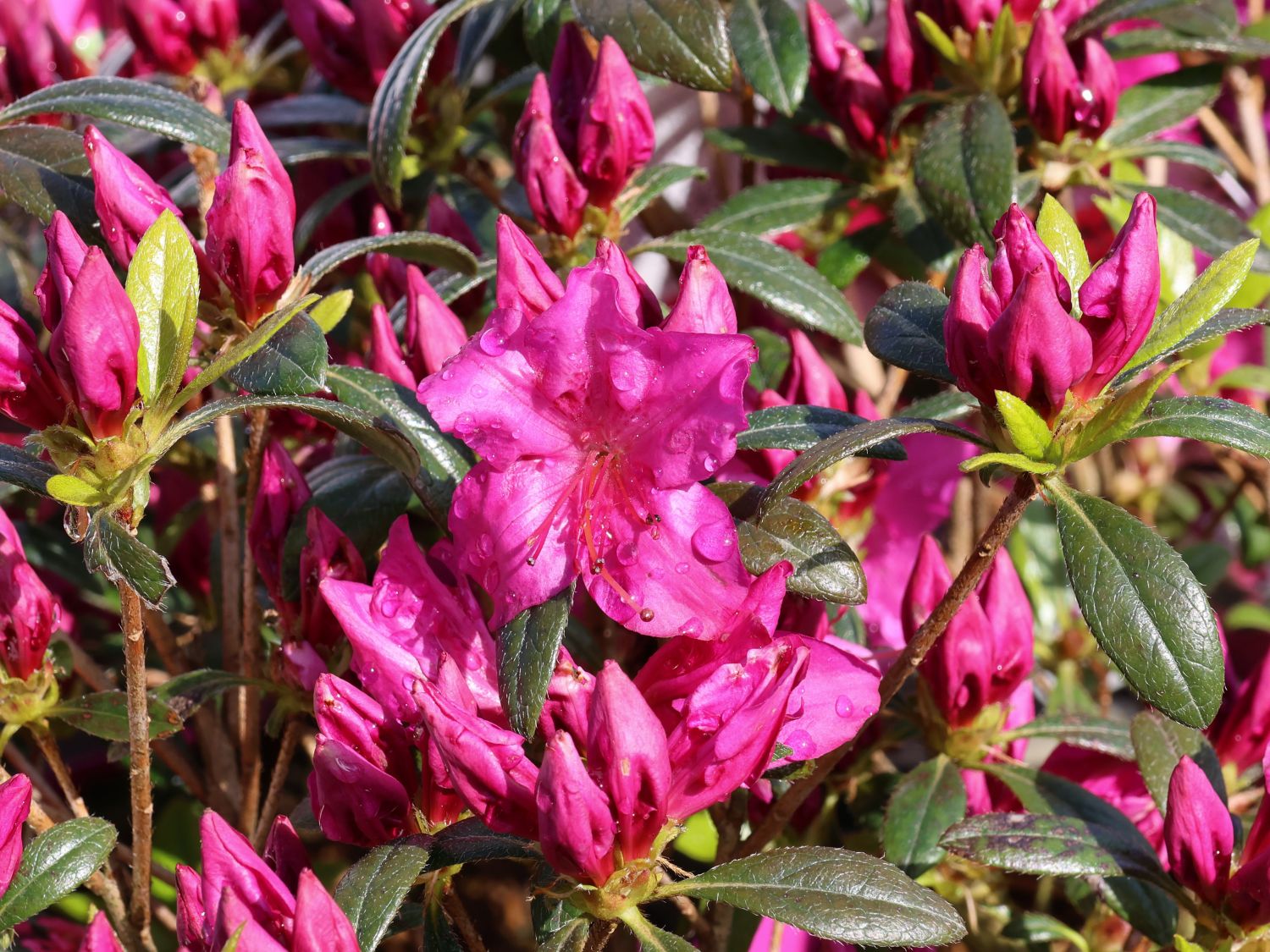 Japanische Azalee Bloom Champion (Purple) Rhododendron obtusum Bloom