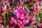 Japanische Azalee Bloom Champion (Purple) - Rhododendron obtusum Bloom Champion (Purple)