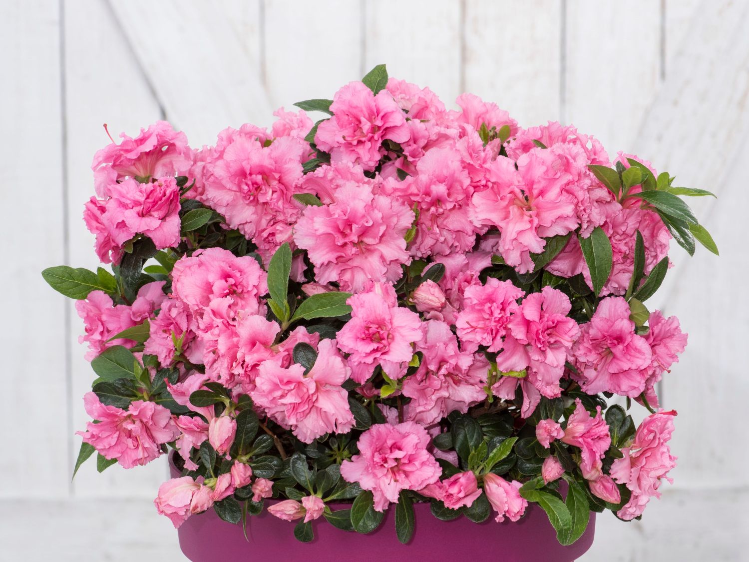 Japanische Azalee Bloom Champion (Pink) Rhododendron obtusum Bloom