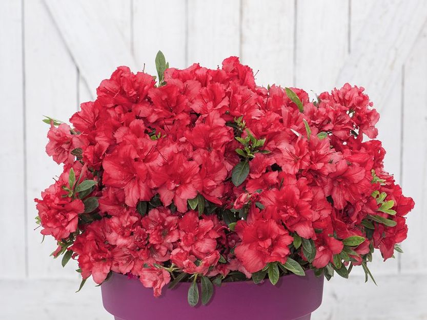 Japanische Azalee Bloom Champion (Rot) - Rhododendron obtusum Bloom Champion (Rot)