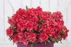 Japanische Azalee Bloom Champion (Rot) - Rhododendron obtusum Bloom Champion (Rot)