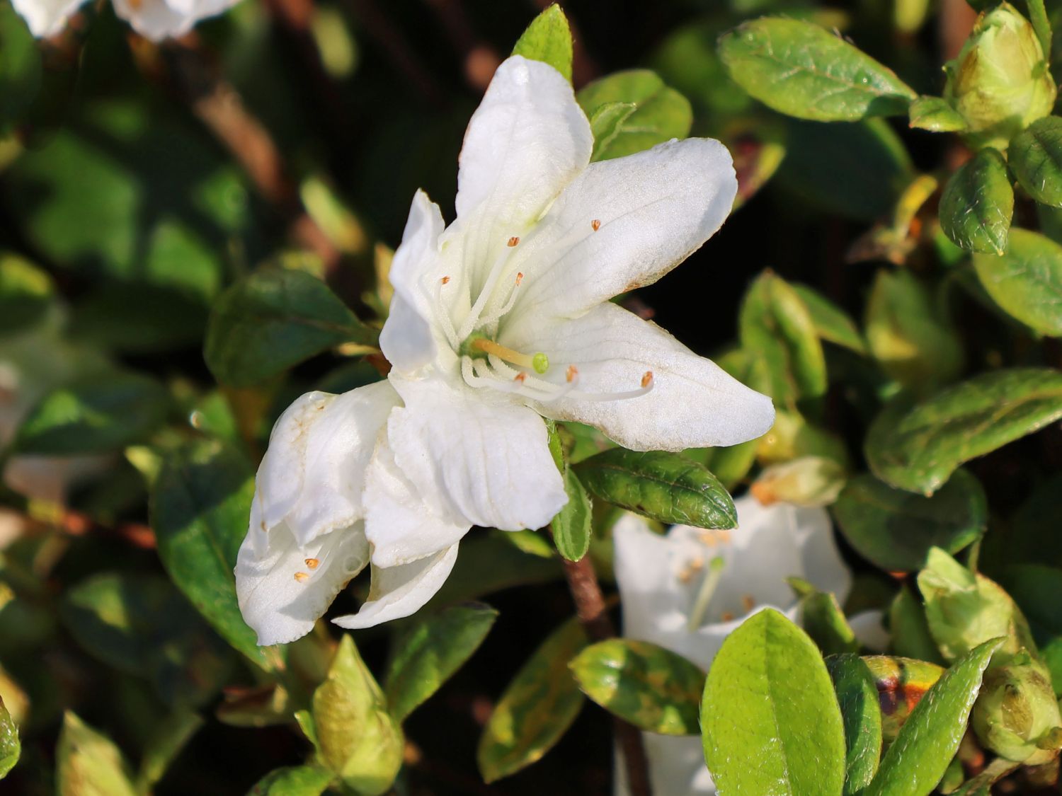 Japanische Azalee Bloom Champion (Weiß) - Rhododendron obtusum Bloom Champion (Weiß)