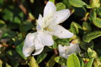 Japanische Azalee Bloom Champion (Weiß) - Rhododendron obtusum Bloom Champion (Weiß)
