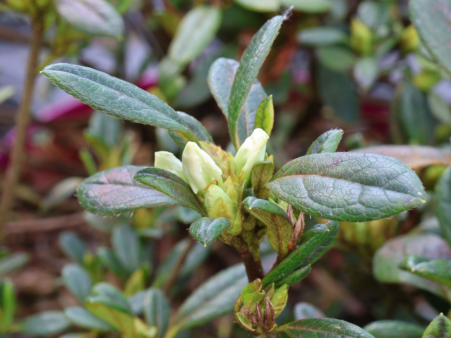 Japanische Azalee Bloom Champion (Weiß) - Rhododendron obtusum Bloom Champion (Weiß)