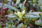 Japanische Azalee Bloom Champion (Weiß) - Rhododendron obtusum Bloom Champion (Weiß)