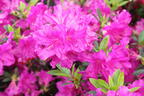 Japanische Azalee 'Blue Danube' - Rhododendron obtusum 'Blue Danube'