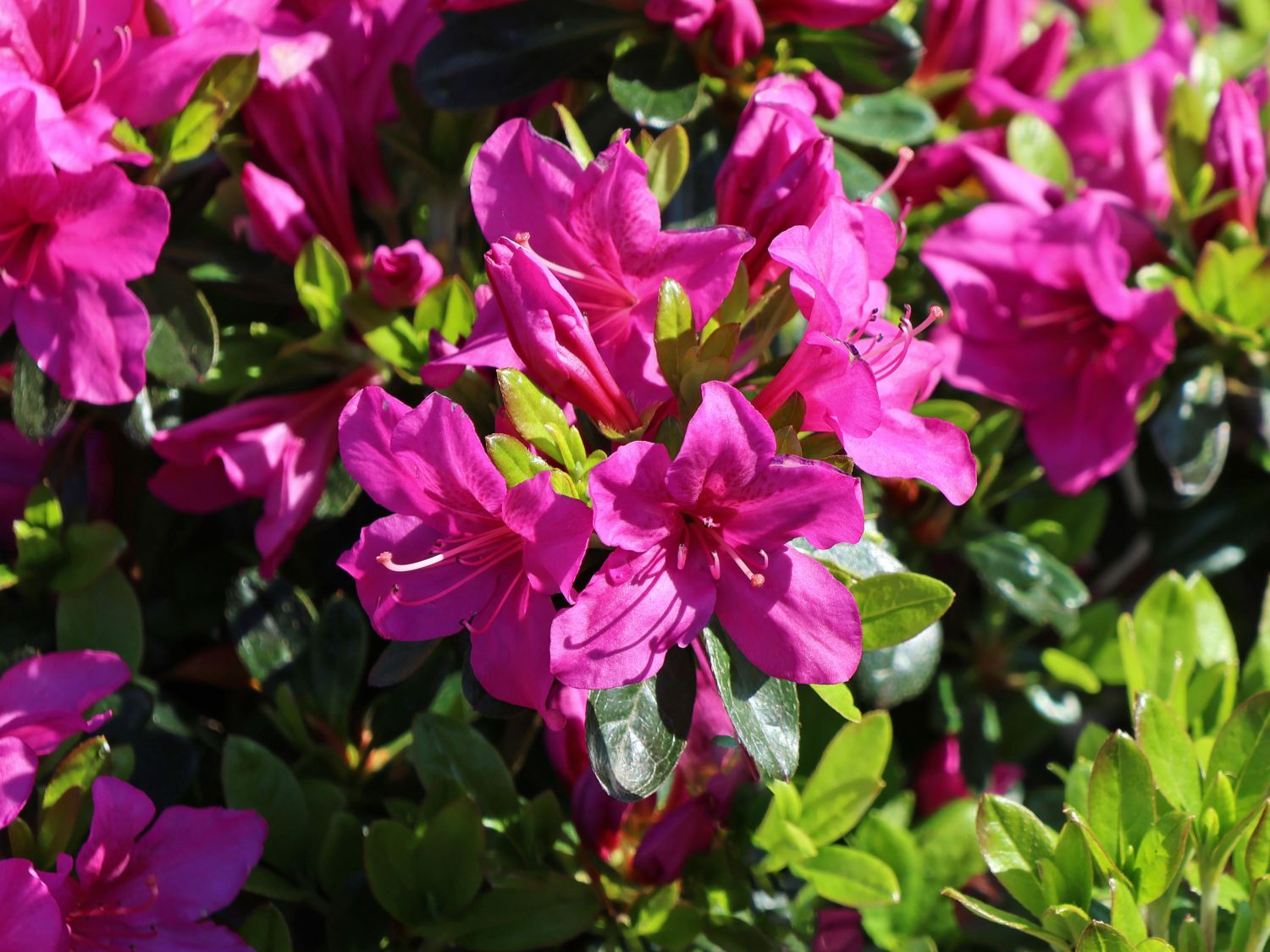 Japanische Azalee 'Blue Danube' - Rhododendron obtusum 'Blue Danube'