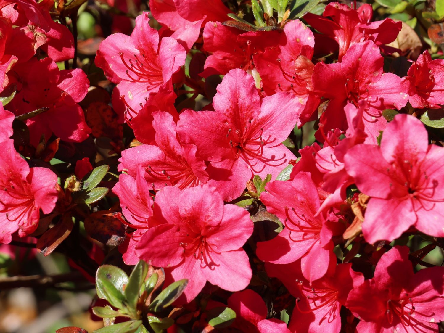 Japanische Azalee 'Drapa' ®