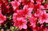 Japanische Azalee 'Drapa' ®
