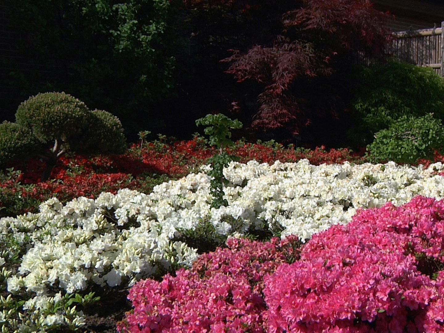 Heidekrautartige (Ericales)