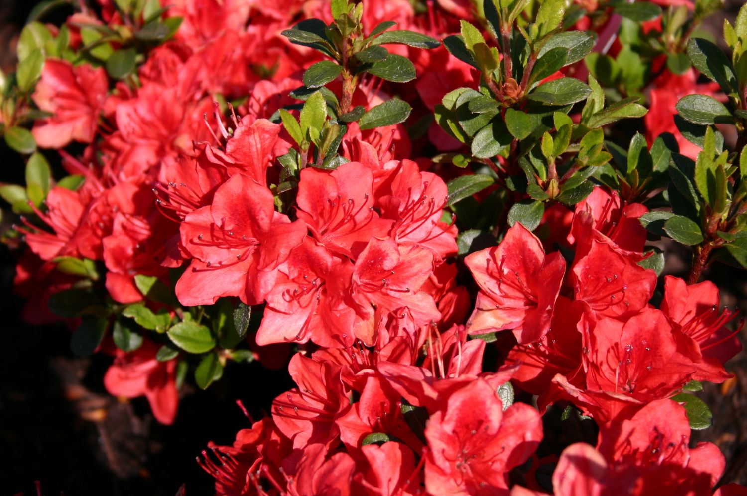 Japanische Azalee 'Fridoline' - Rhododendron obtusum 'Fridoline'
