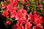 Japanische Azalee 'Fridoline' - Rhododendron obtusum 'Fridoline'
