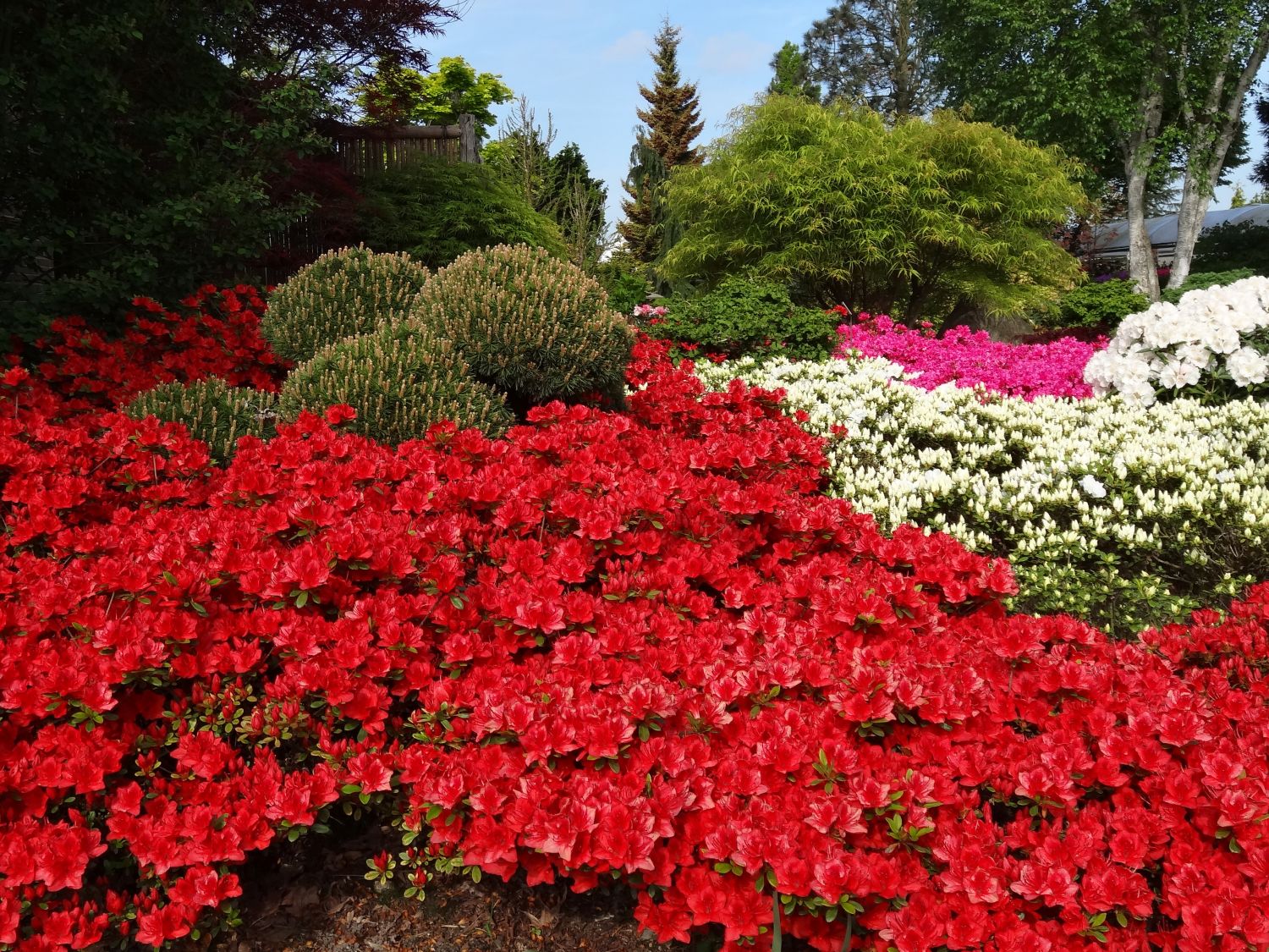 Japanische Azalee 'Fridoline' - Rhododendron obtusum 'Fridoline'