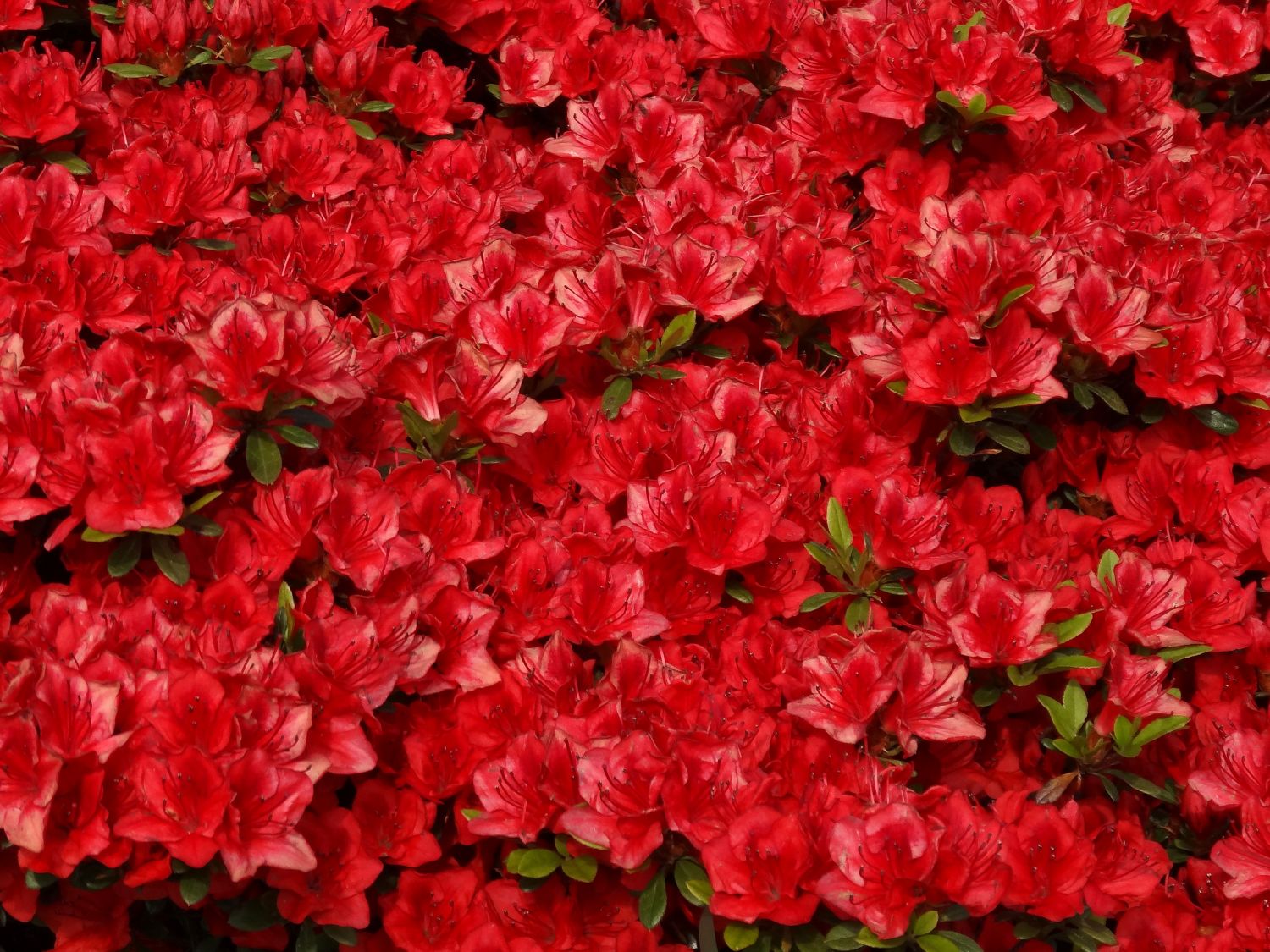 Japanische Azalee 'Fridoline' - Rhododendron obtusum 'Fridoline'