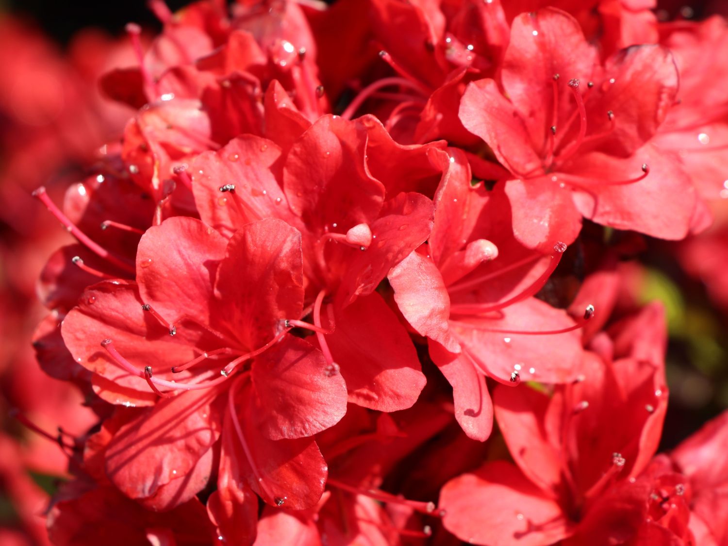 Japanische Azalee 'Fridoline' - Rhododendron obtusum 'Fridoline'