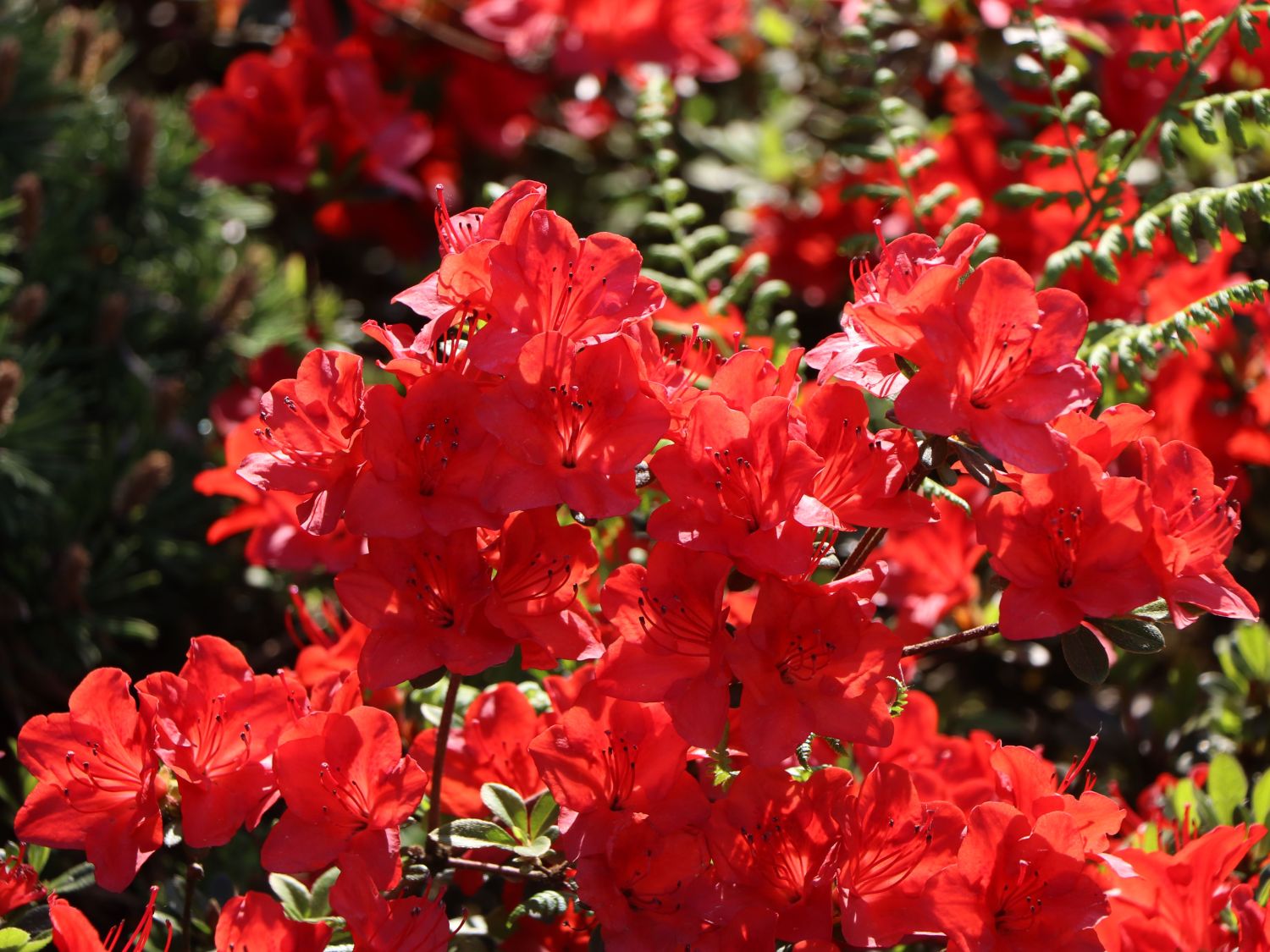 Japanische Azalee 'Fridoline' - Rhododendron obtusum 'Fridoline'