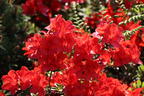Japanische Azalee 'Fridoline' - Rhododendron obtusum 'Fridoline'