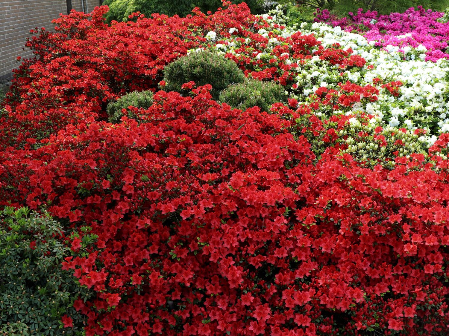 Japanische Azalee 'Fridoline' - Rhododendron obtusum 'Fridoline'