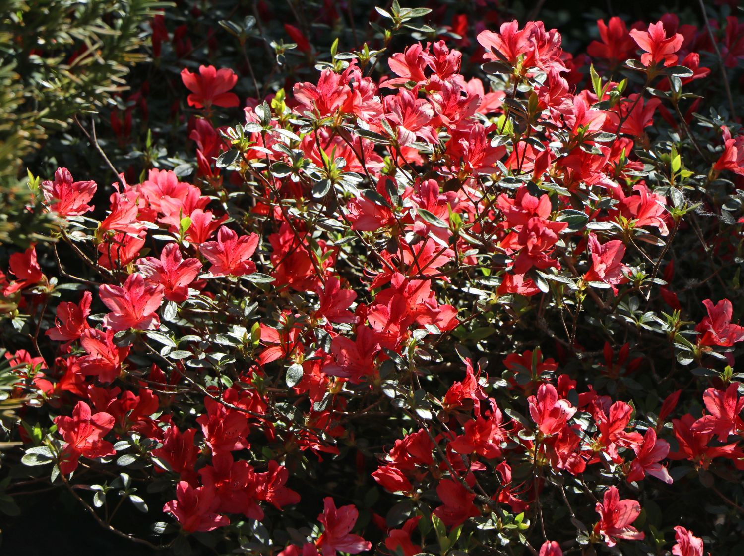 Japanische Azalee 'Fridoline' - Rhododendron obtusum 'Fridoline'