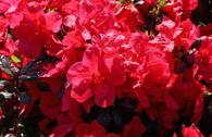 Japanische Azalee 'Juliette'