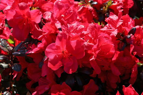 Japanische Azalee 'Juliette' - Rhododendron obtusum 'Juliette'