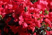 Japanische Azalee 'Juliette' - Rhododendron obtusum 'Juliette'