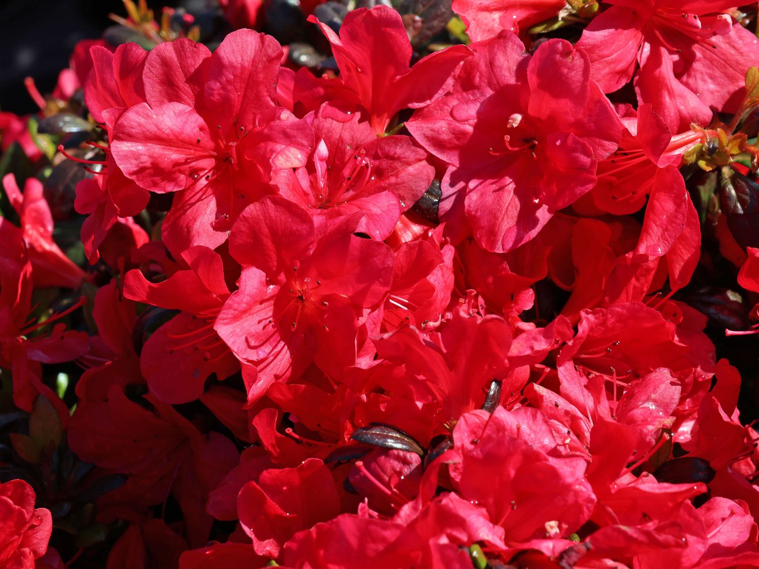 Japanische Azalee 'Juliette' - Rhododendron obtusum 'Juliette'