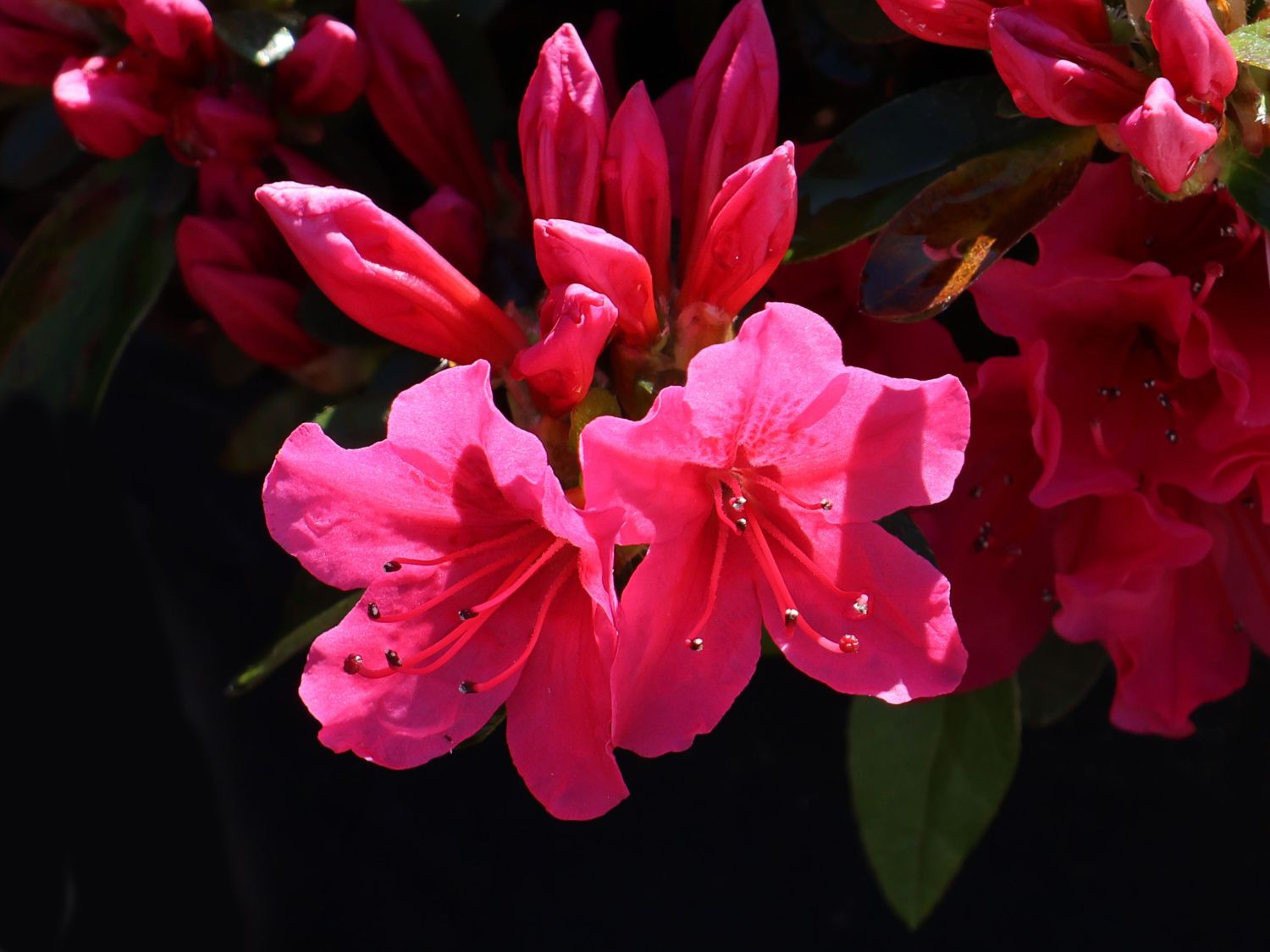 Japanische Azalee 'Kazuko' - Rhododendron obtusum 'Kazuko'
