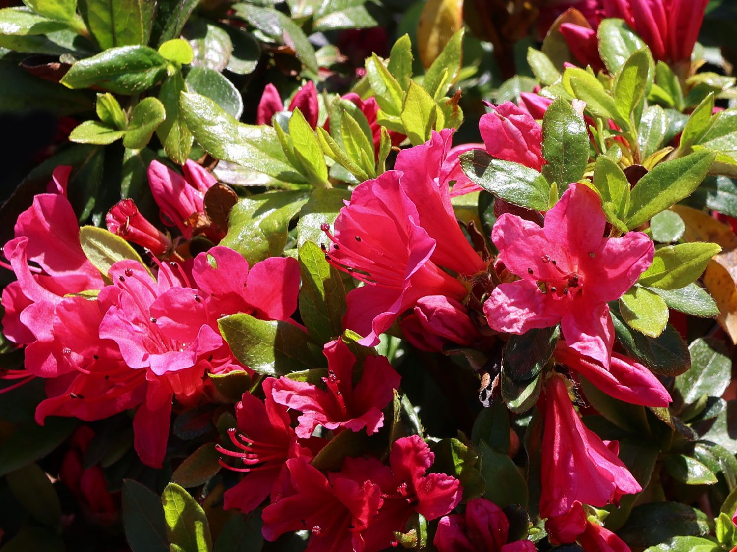 Japanische Azalee 'Kazuko' - Rhododendron obtusum 'Kazuko'
